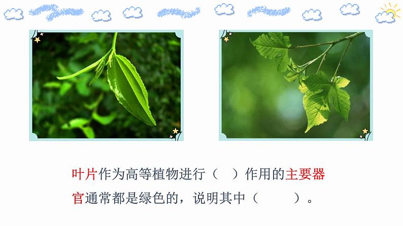 高中生物必修一 5.4.1 捕获光能的色素和结构 课件06