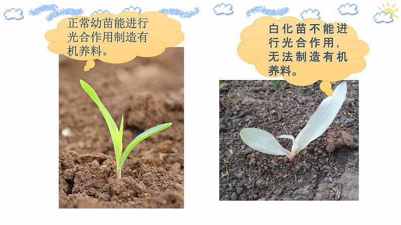 高中生物必修一 5.4.1 捕获光能的色素和结构 课件07