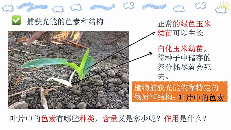 高中生物必修一 5.4.1 捕获光能的色素和结构 课件08