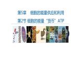 高中生物必修一 5.2细胞的能量货币——ATP 课件-2021-2022学年高一上学期