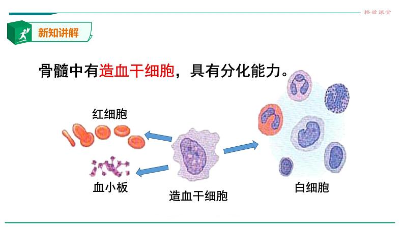 高中生物必修一 6.2细胞的分化第4页