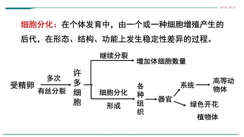 高中生物必修一 6.2细胞的分化第5页