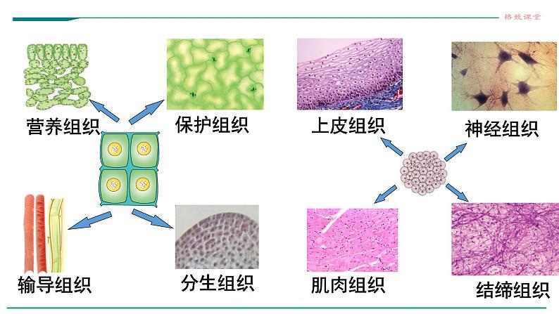 高中生物必修一 6.2细胞的分化第6页