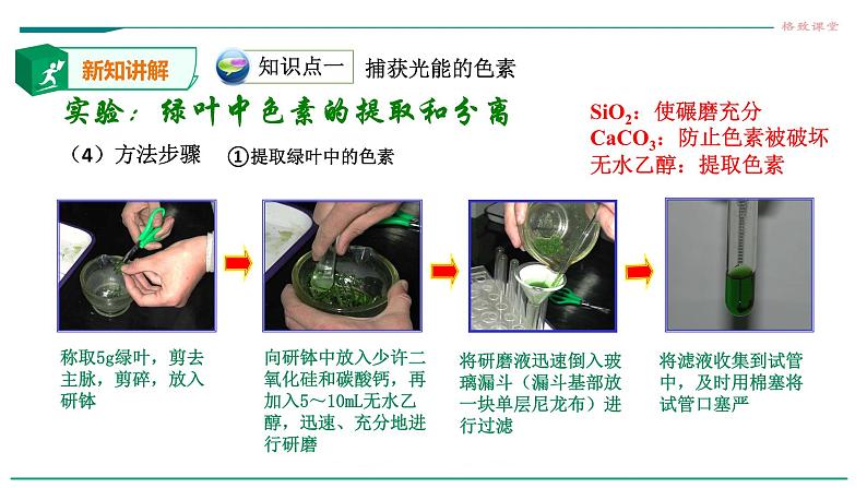 高中生物必修一 5.4.1捕获光能的色素和结构 课件08