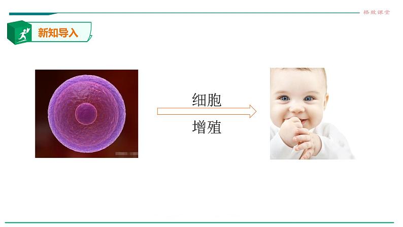 高中生物必修一 6.1细胞的增殖（第一课时）第2页