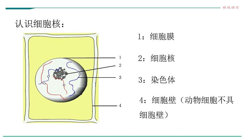 高中生物必修一 6.1细胞的增殖（第一课时）第8页