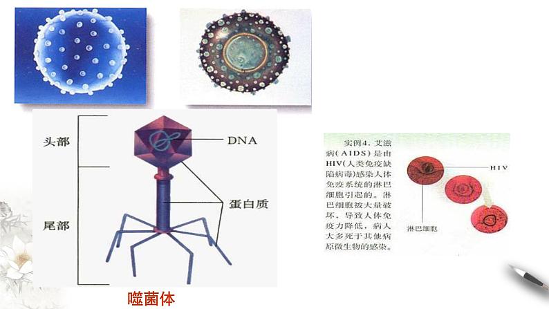 高中生物必修一 第一章 走近细胞章综合 课件第8页