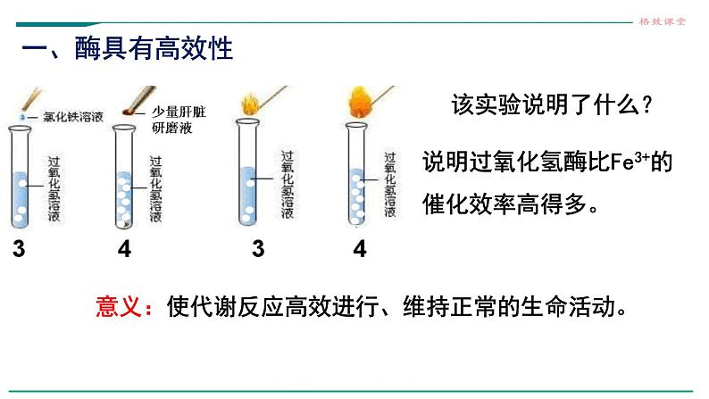 高中生物必修一 5.1降低化学反应活化能的酶（第二课时 酶的特性） 课件04