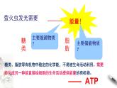 高中生物必修一 5.2 细胞的能量“通货”ATP 课件(共21张)