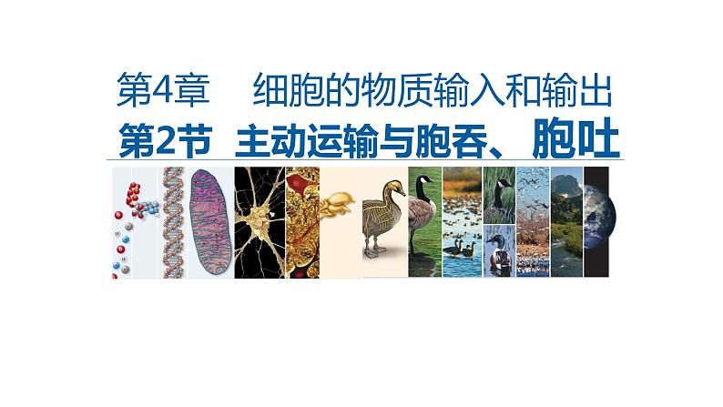 高中生物必修一 4.2主动运输与胞吞胞吐 课件-2021-2022学年高一上学期第1页