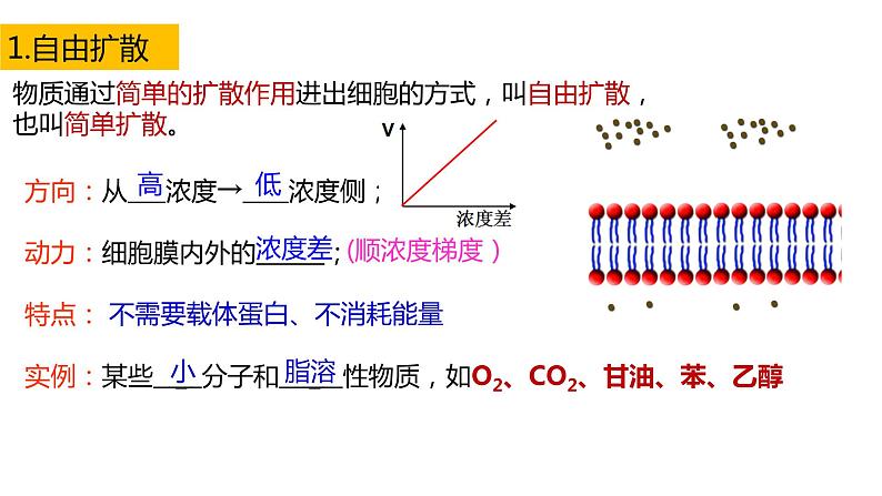 高中生物必修一 4.2主动运输与胞吞胞吐 课件-2021-2022学年高一上学期第4页