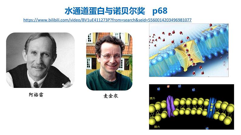 高中生物必修一 4.2主动运输与胞吞胞吐 课件-2021-2022学年高一上学期第5页