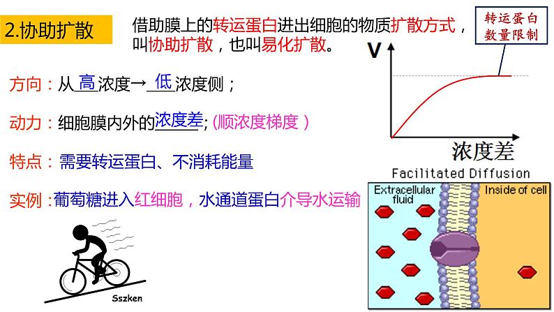 高中生物必修一 4.2主动运输与胞吞胞吐 课件-2021-2022学年高一上学期第6页