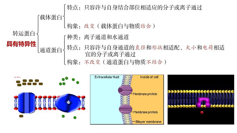 高中生物必修一 4.2主动运输与胞吞胞吐 课件-2021-2022学年高一上学期第7页