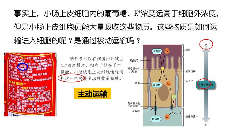 高中生物必修一 4.2主动运输与胞吞胞吐 课件-2021-2022学年高一上学期第8页