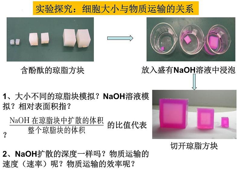 2023届高考生物一轮复习课件细胞增殖02