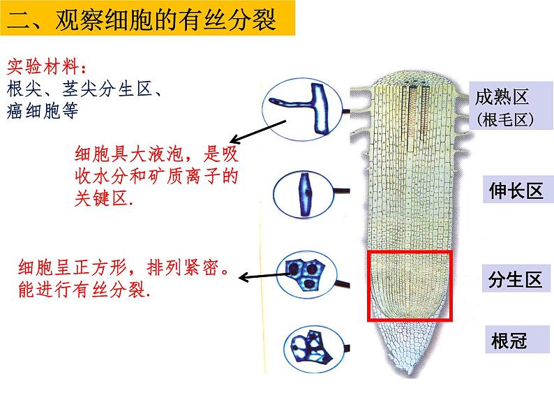 2023届高考生物一轮复习课件细胞增殖05