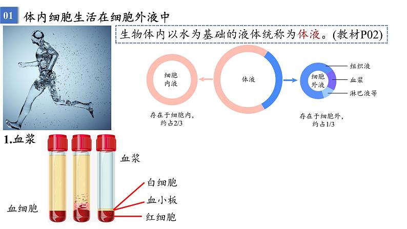 2023届高三生物一轮复习课件：人体的内环境与稳态第2页