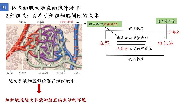 2023届高三生物一轮复习课件：人体的内环境与稳态第3页