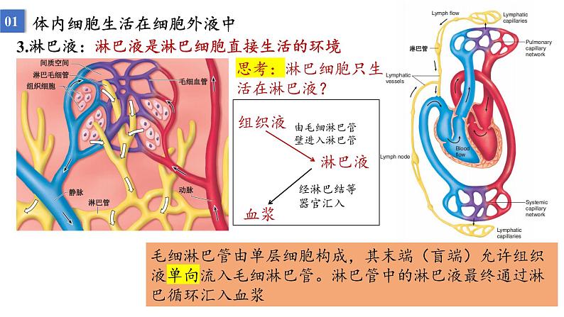 2023届高三生物一轮复习课件：人体的内环境与稳态第4页