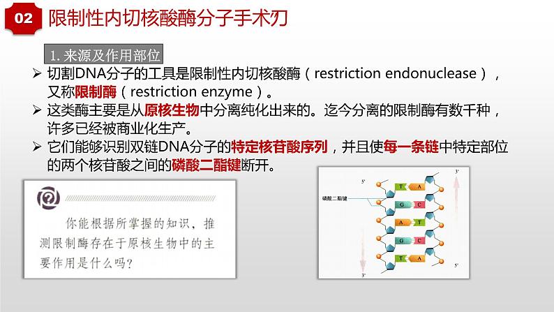 2022届高三生物一轮复习课件：重组DNA技术的基本工具07