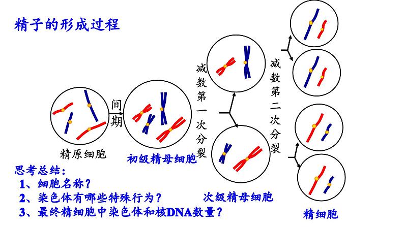 2023届高考生物一轮复习课件减数分裂和受精作用第5页