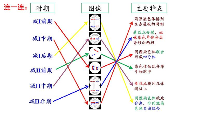 2023届高考生物一轮复习课件减数分裂和受精作用第6页