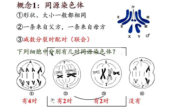 2023届高考生物一轮复习课件减数分裂和受精作用第7页