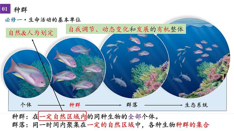 2023届高三一轮复习课件：种群的数量特征和变化第2页