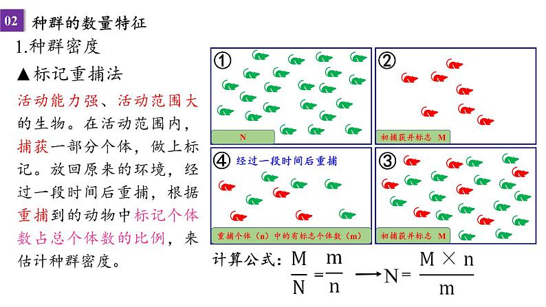 2023届高三一轮复习课件：种群的数量特征和变化第6页