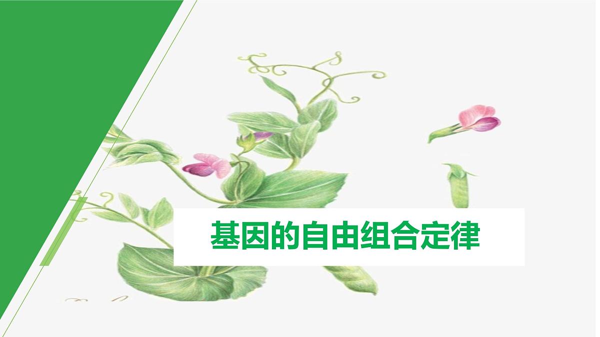2023届高三生物一轮复习课件：基因自由组合定律第1页