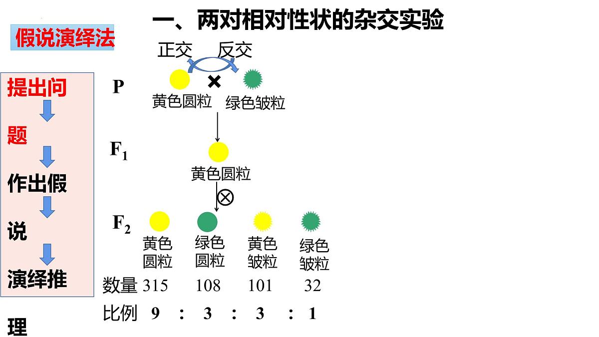 2023届高三生物一轮复习课件：基因自由组合定律第2页