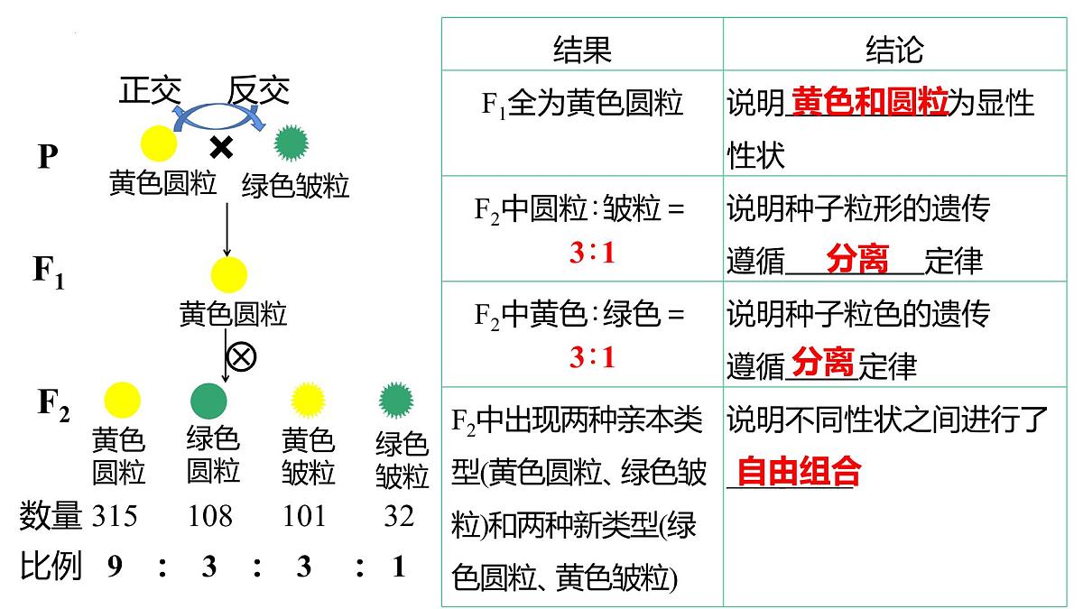 2023届高三生物一轮复习课件：基因自由组合定律第3页