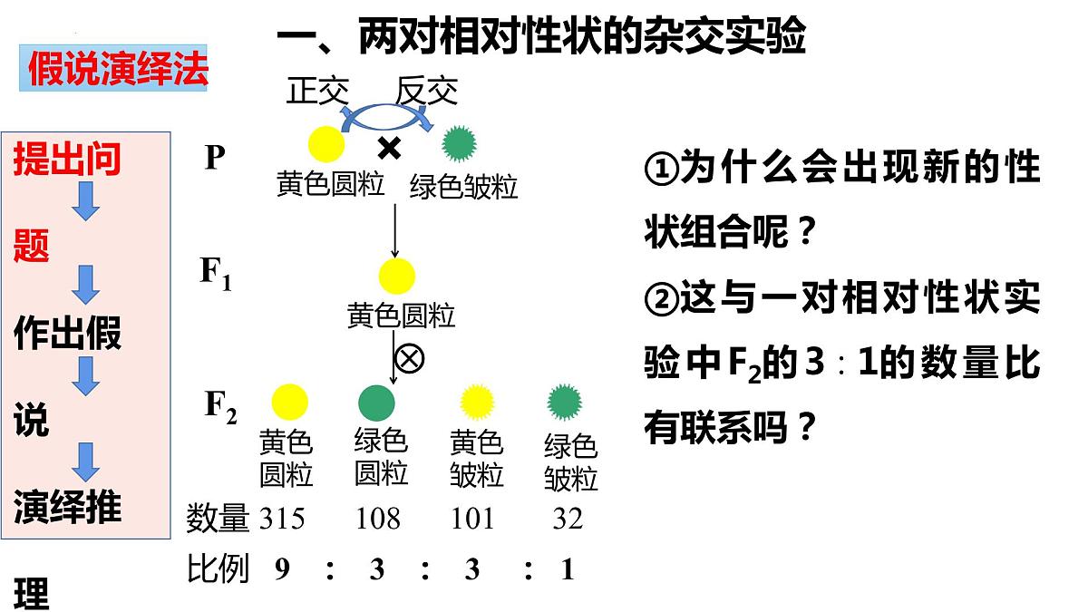 2023届高三生物一轮复习课件：基因自由组合定律第4页
