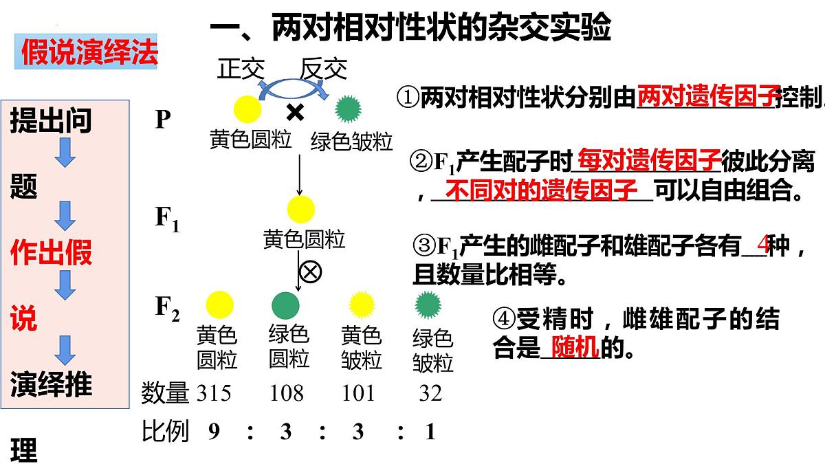 2023届高三生物一轮复习课件：基因自由组合定律第5页