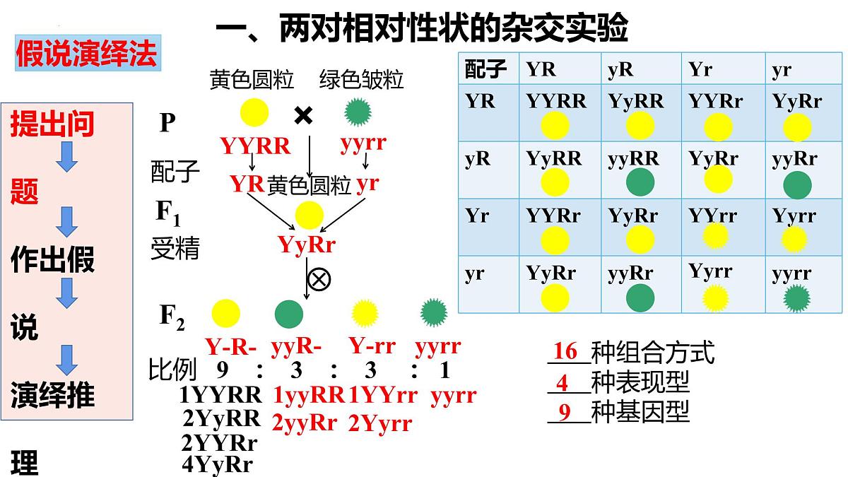 2023届高三生物一轮复习课件：基因自由组合定律第6页