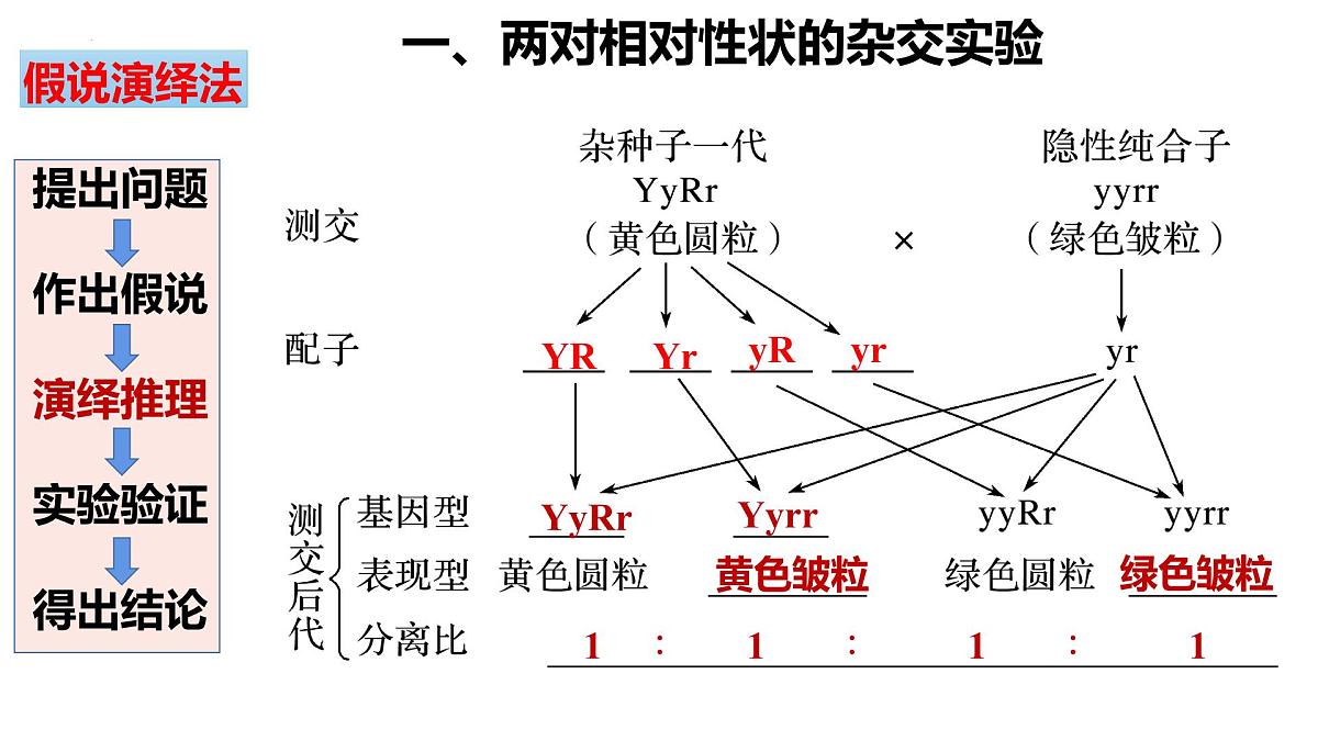 2023届高三生物一轮复习课件：基因自由组合定律第7页