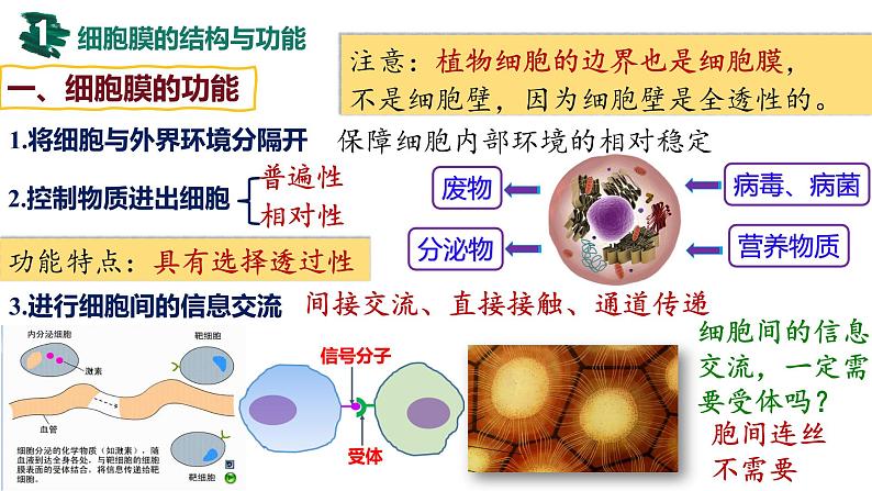 2023届高三生物一轮复习课件：细胞膜与细胞核第4页