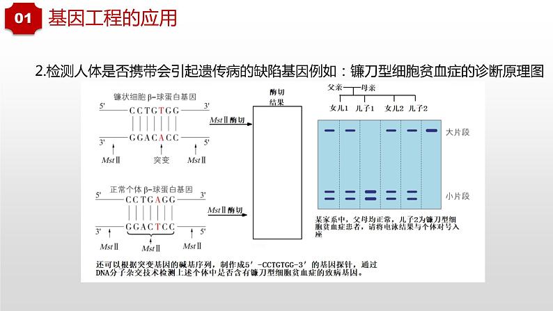 3.3和3.4  基因工程的应用和蛋白质工程第7页