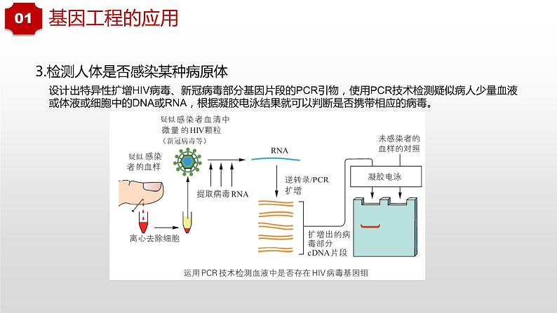 3.3和3.4  基因工程的应用和蛋白质工程第8页