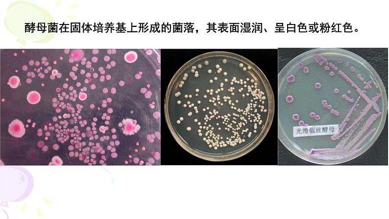 2023届高考生物一轮复习课件  果酒果醋的制作第8页