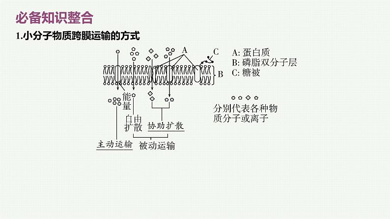 2023届高三生物一轮复习课件：第6讲 细胞的物质输入和输出-第2课时第8页