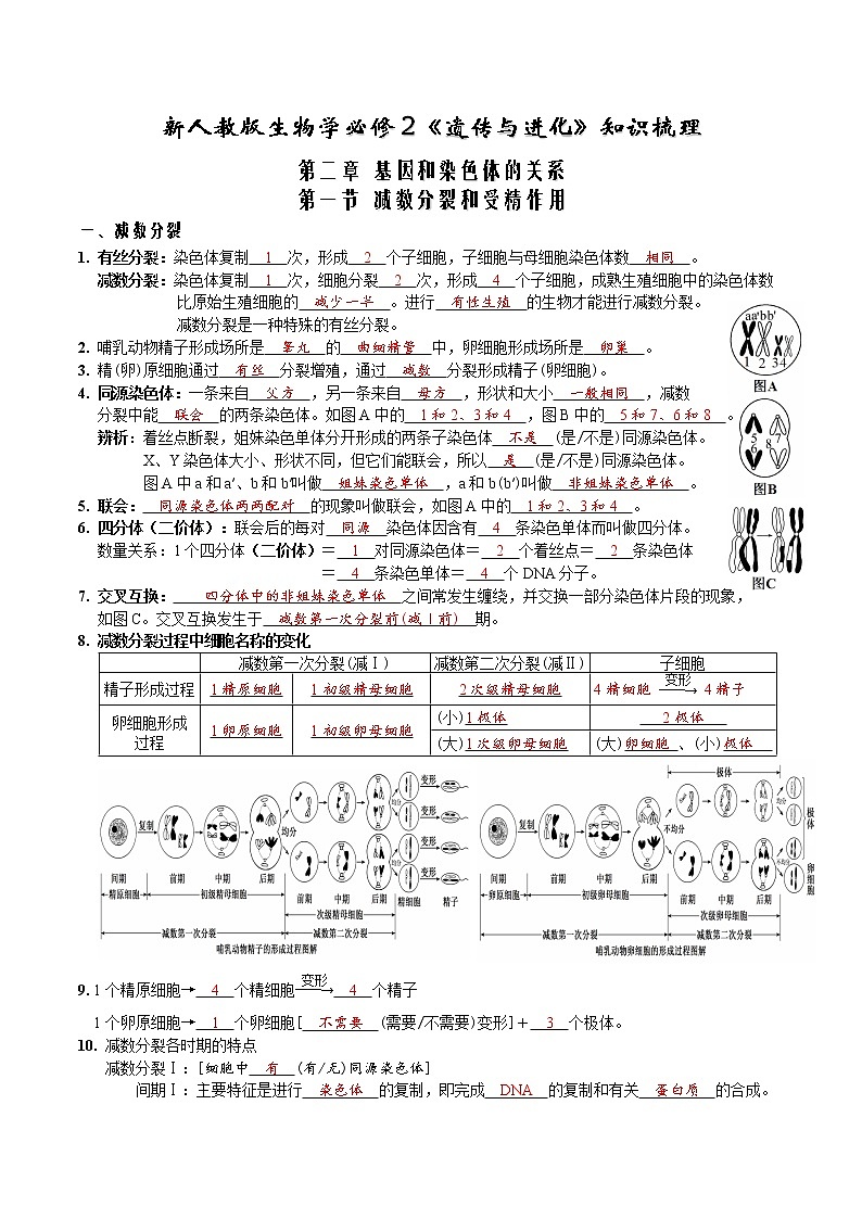 第二章 基因和染色体的关系-【必背知识】2021-2022学年高一生物章节知识清单（人教版2019必修2）（含答案）第1页