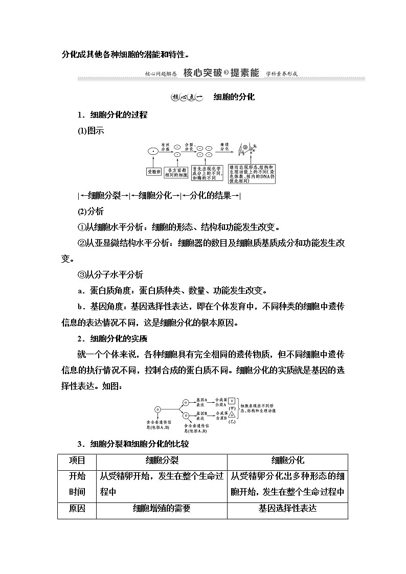高中生物必修一 第6章 第2节　细胞的分化 讲义第3页