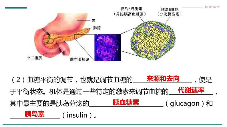 高中生物选择性必修一   第二节  激素调节的过程 课件07