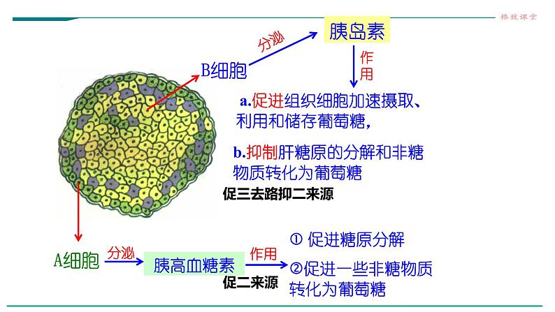 高中生物选择性必修一   第二节  激素调节的过程 课件08