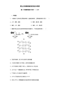 人教版 (2019)必修1《分子与细胞》第2节 细胞的能量“货币”ATP课时训练