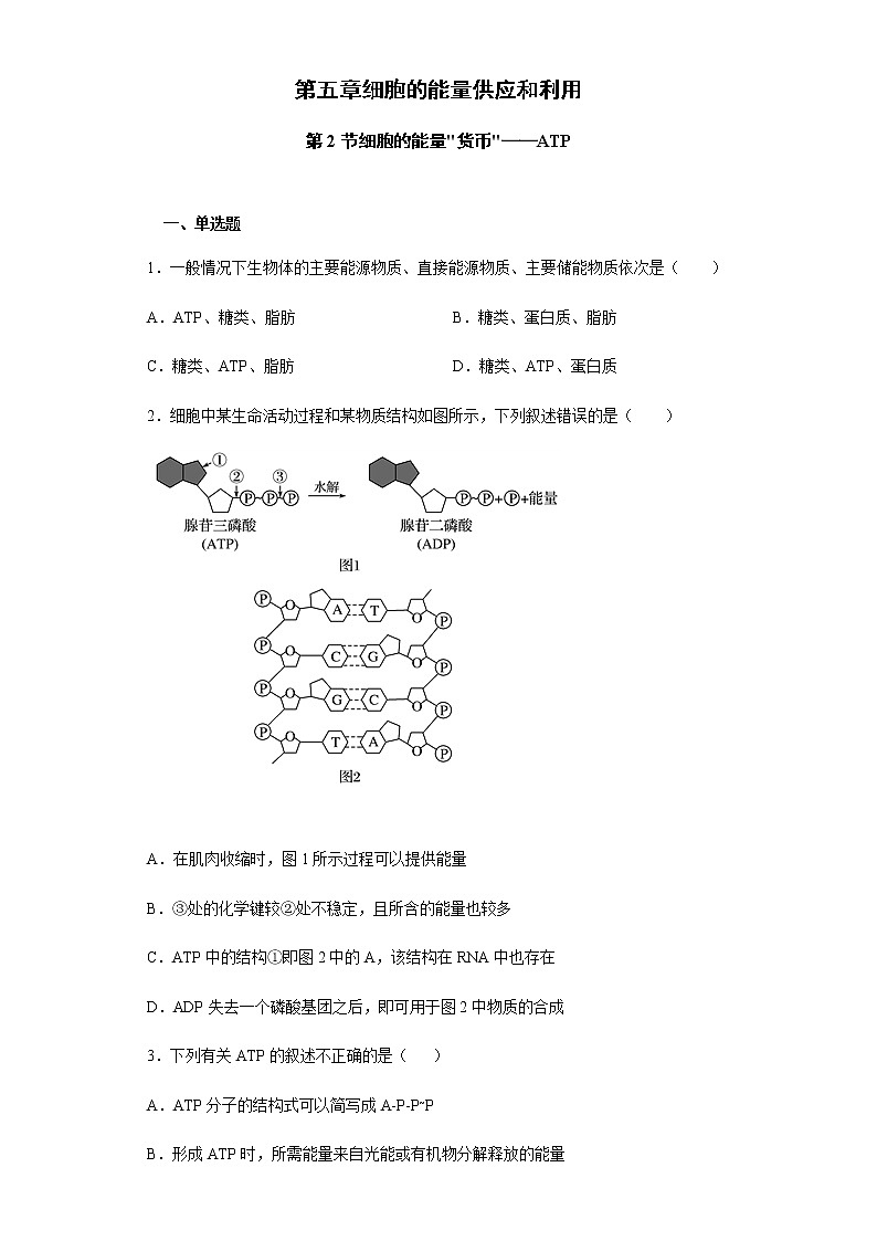 高中生物必修一 5.2 细胞的能量“货币”——ATP 练习第1页