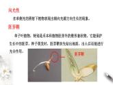 高中生物选择性必修一   5.1.1 植物生长激素（课件）上学期学同步精品课堂（共24张）