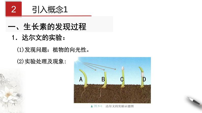 高中生物选择性必修一   5.1.1 植物生长激素（课件）上学期学同步精品课堂（共24张）第5页